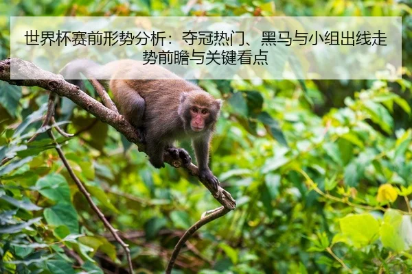 世界杯赛前形势分析：夺冠热门、黑马与小组出线走势前瞻与关键看点